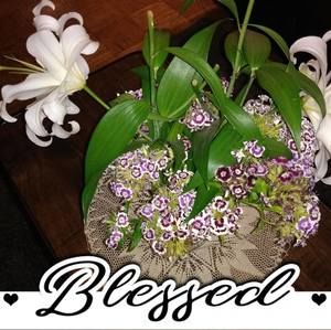 Meet your Posher, Henriette